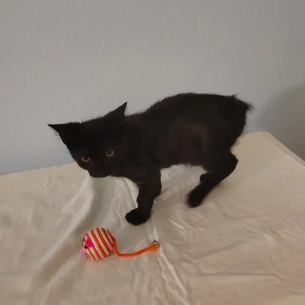 A baby small-sized female Black Domestic Short Hair cat named Xanthe for adoption in North Port, FL