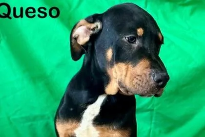 Queso
