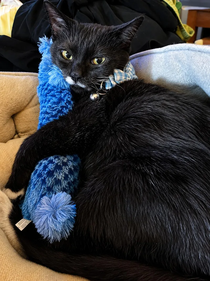 A baby medium-sized male Black & White / Tuxedo Domestic Short Hair cat named Elliot for adoption in Fort Worth, TX