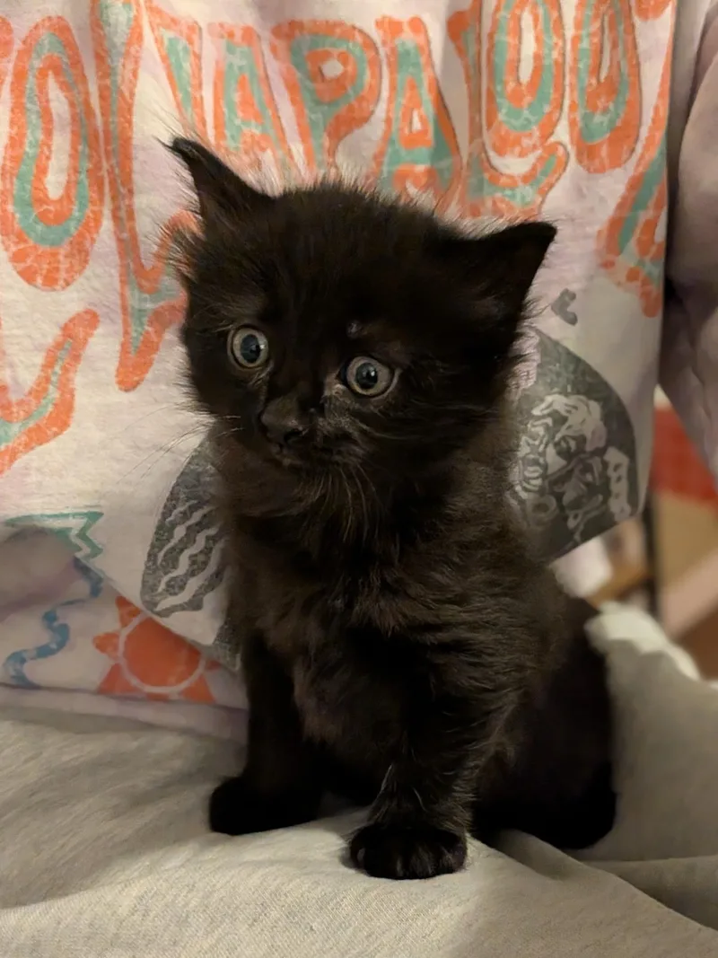 A baby medium-sized male Black Domestic Medium Hair cat named Comet for adoption in Columbus, OH