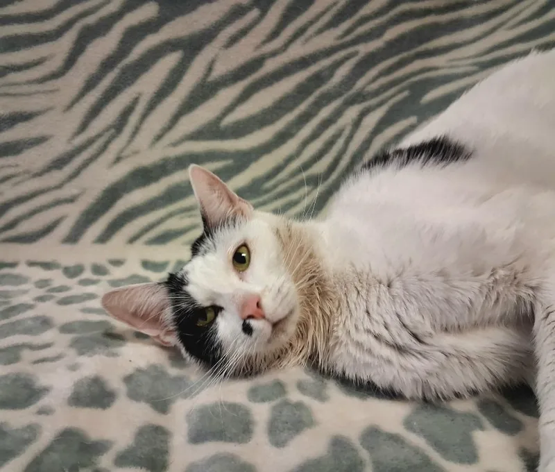 A young medium-sized female Domestic Short Hair cat named Eclair for adoption in Wintersville, OH