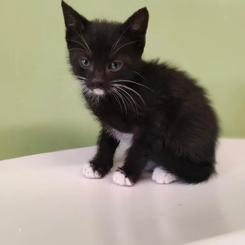 A baby small-sized female Black Domestic Short Hair cat named Astro for adoption in St. Helena, CA