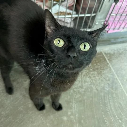 An adult medium-sized female Black Domestic Short Hair cat named Temperance for adoption in Matteson, IL