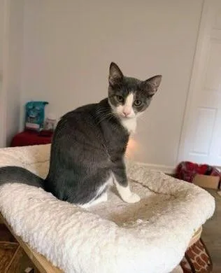 A baby medium-sized female Gray & White Tuxedo cat named Puffy for adoption in Waynesboro, VA