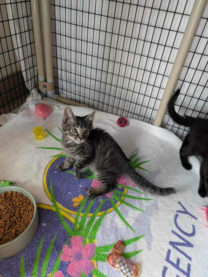 A baby medium-sized male Tabby (Brown / Chocolate) Domestic Short Hair cat named Reese for adoption in Chambersburg, PA