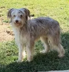 An adult medium-sized male Australian Shepherd dog named Benji for adoption in Metropolis, IL