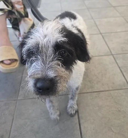 A young small-sized female Terrier dog named Dulce for adoption in San Antonio, TX