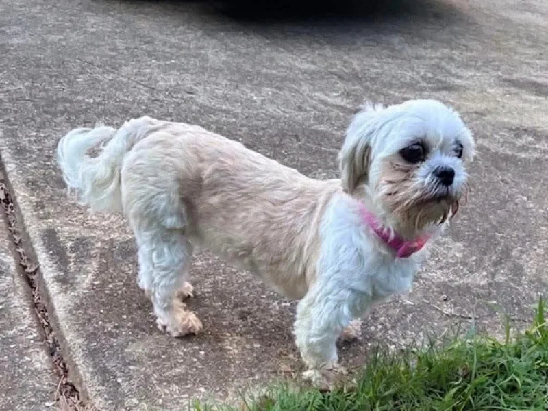 An adult small-sized female Shih Tzu dog named Millie for adoption in Anniston, AL