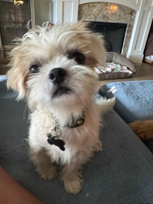 An adult small-sized male White / Cream Shih Tzu dog named Artie for adoption in Aiken, SC
