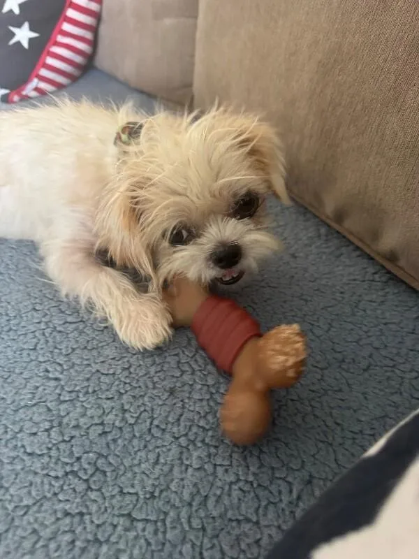 Artie thumbnail 3