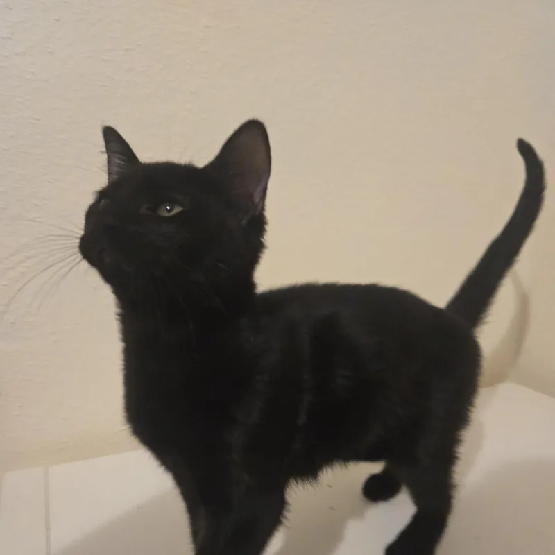 A baby small-sized male Black Domestic Short Hair cat named Saja for adoption in Liverpool, TX