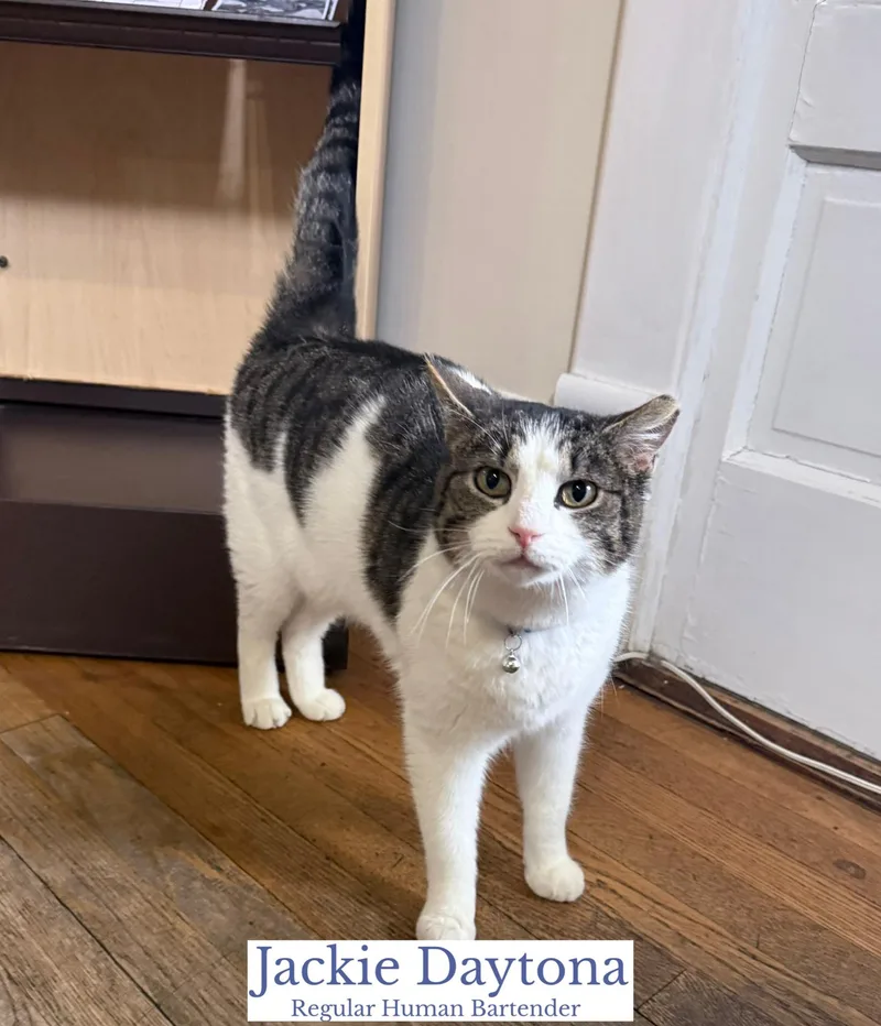 An adult large-sized male Tabby (Brown / Chocolate) Domestic Short Hair cat named Jackie Daytona for adoption in Berkeley Springs, WV