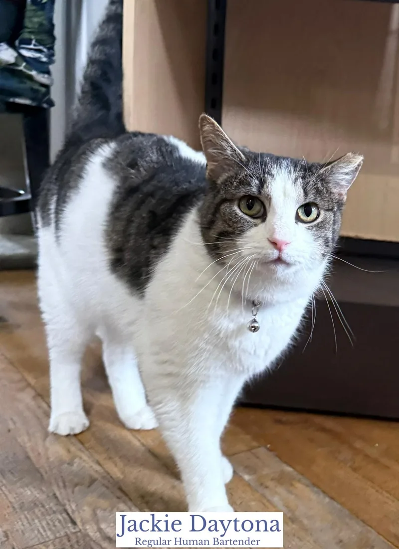 Jackie Daytona thumbnail 4