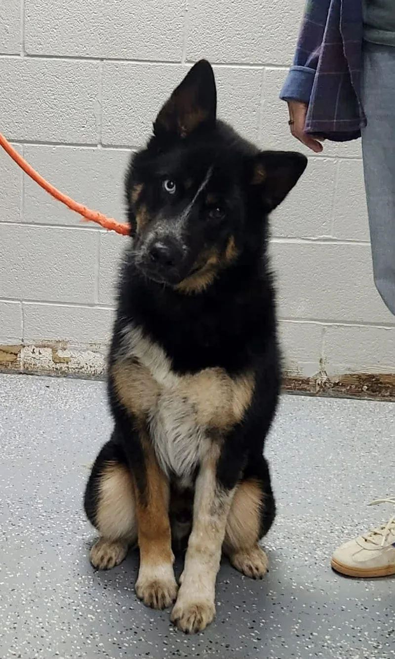 A young medium-sized female Tricolor (Brown, Black, & White) Siberian Husky dog named Scout for adoption in Spring City, PA