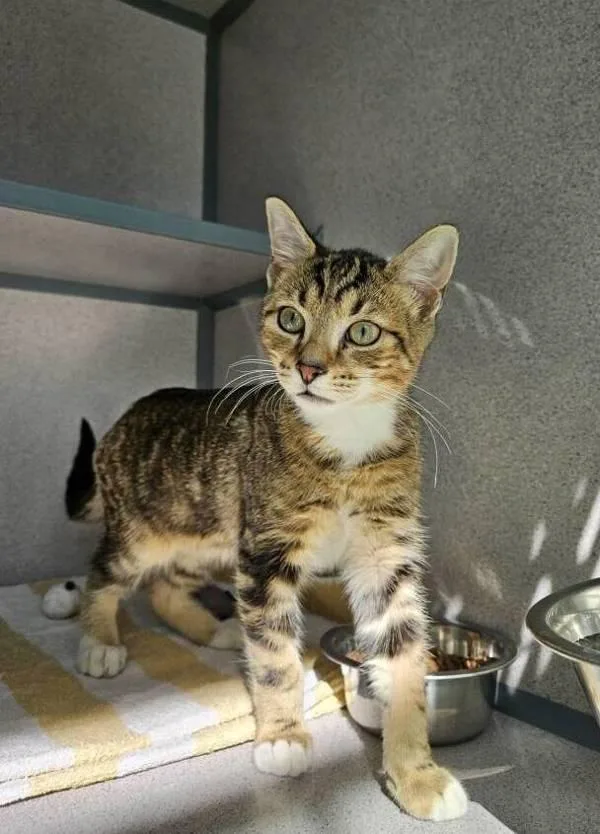 A baby small-sized male Domestic Short Hair cat named Burger for adoption in Skillman, NJ