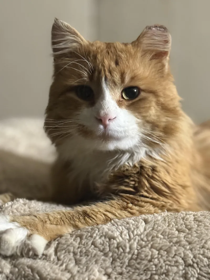 A young medium-sized male Orange / Red Domestic Medium Hair cat named Ronnie for adoption in Blaine, MN