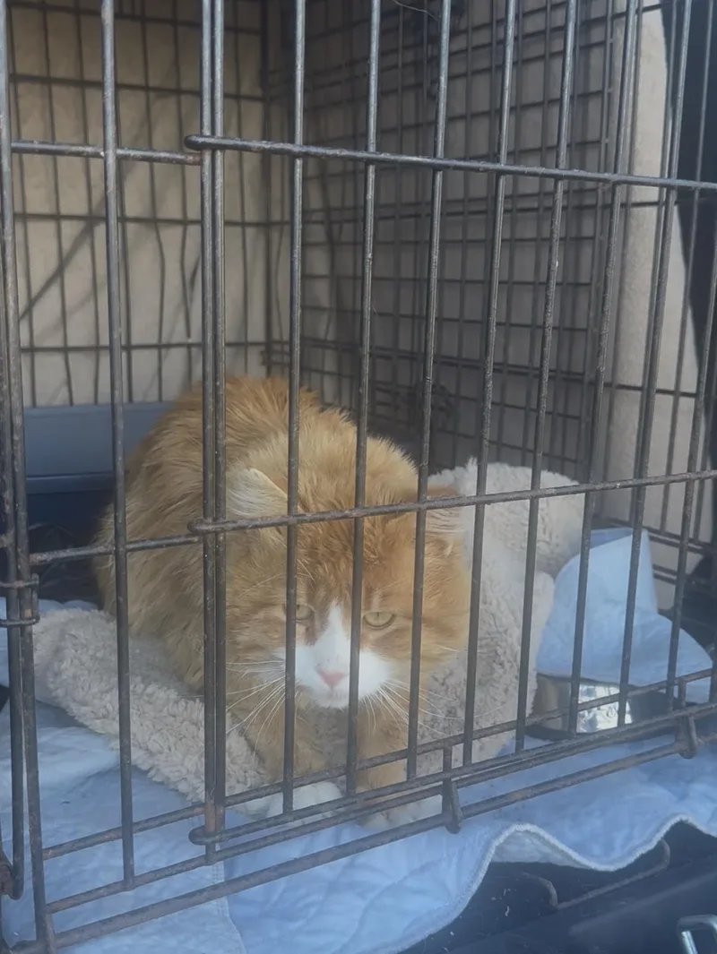 Ronnie thumbnail 2