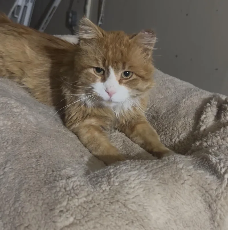 Ronnie thumbnail 3