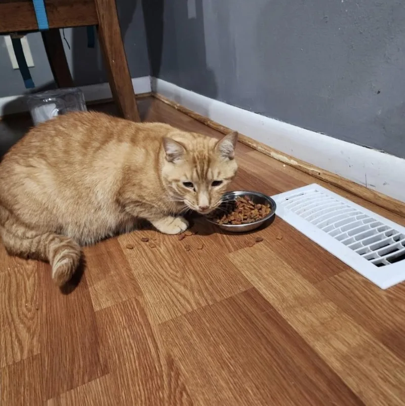 An adult medium-sized male Domestic Short Hair cat named Simba for adoption in Maryville, TN