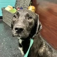 A baby medium-sized female Shepherd dog named Sage for adoption in Shinnston, WV