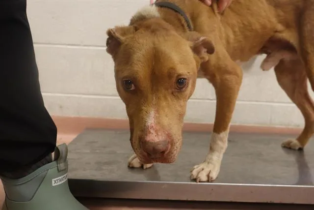 An adult medium-sized male Mixed Breed dog named Phillip for adoption in Columbia, SC