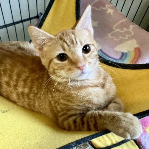 A baby small-sized male Tabby (Orange / Red) Tabby cat named Rex for adoption in Knoxville, TN