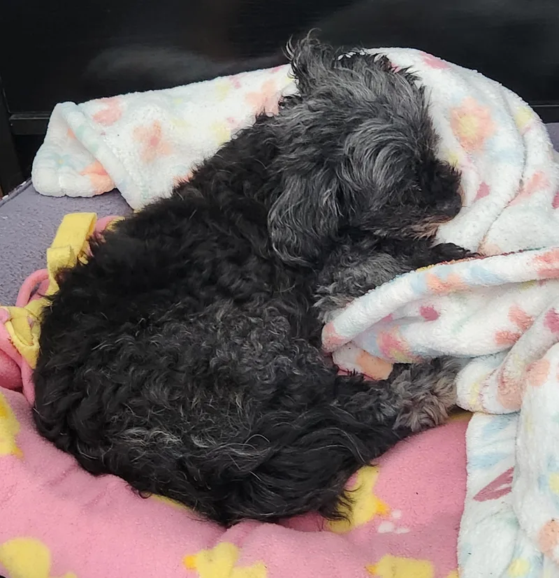 Frannie thumbnail 4