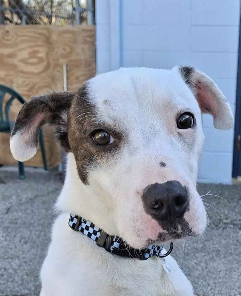 A young medium-sized male American Staffordshire Terrier dog named Watson for adoption in Cincinnati, OH