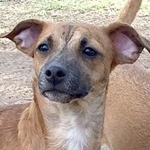 An adult small-sized male Yellow / Tan / Blond / Fawn Dachshund dog named Jeremy for adoption in Phoenix, AZ