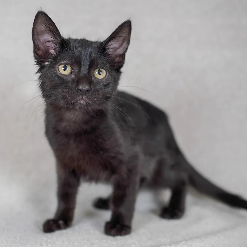 A baby small-sized female Black Domestic Short Hair cat named Pivot for adoption in Sunnyvale, CA