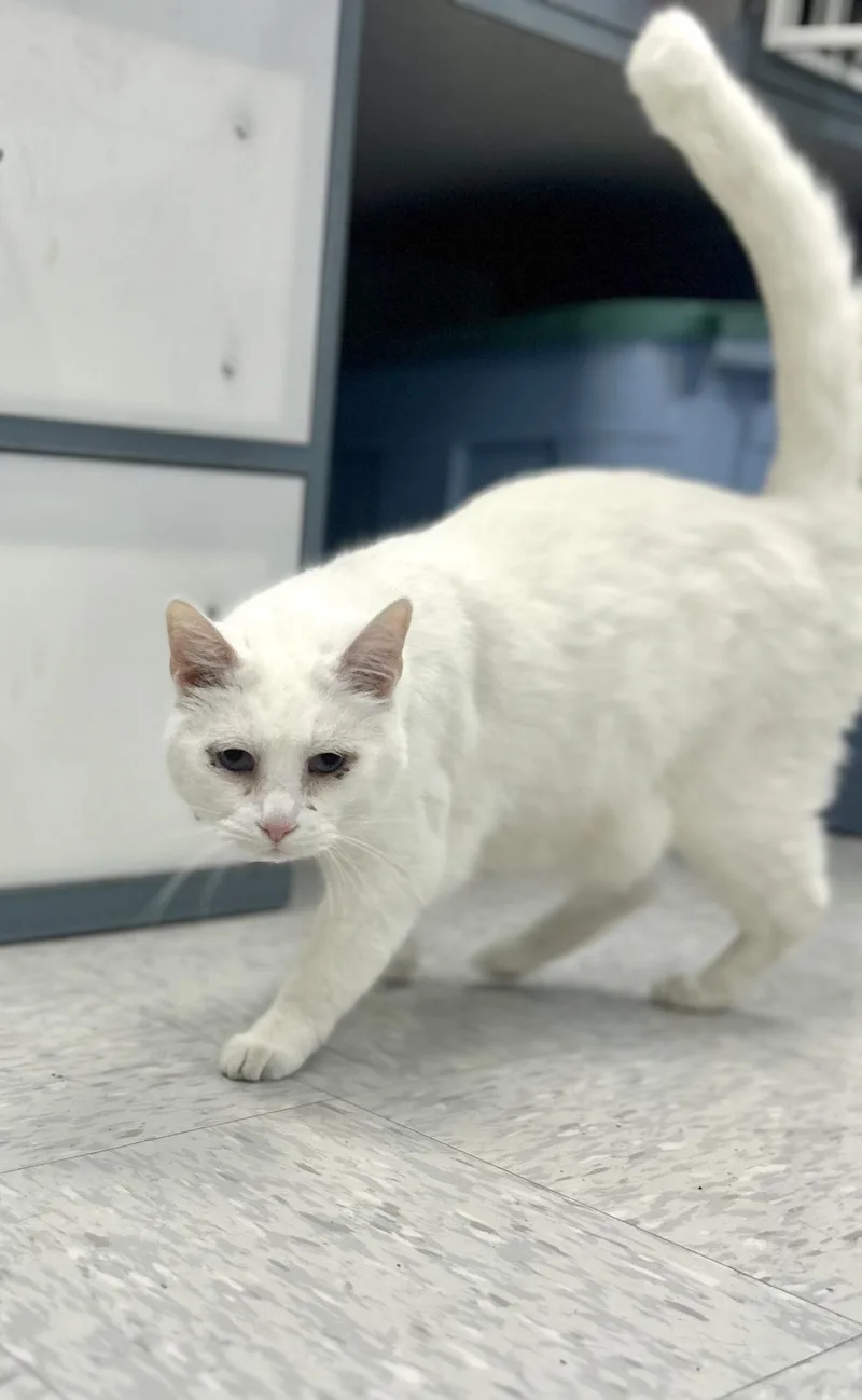 An adult large-sized male White Domestic Short Hair cat named Ozzy for adoption in Bardstown, KY