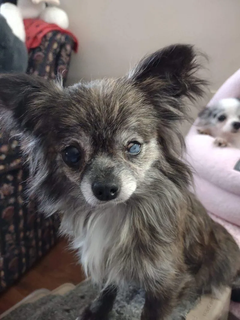 A senior small-sized female Chihuahua dog named Nora for adoption in Sioux Falls, SD