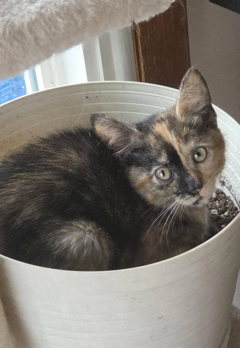 A baby medium-sized female Tortoiseshell Domestic Short Hair cat named Willow for adoption in Harrison, MI