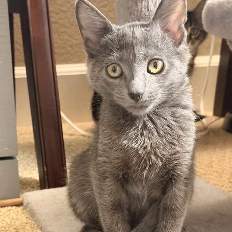 A baby small-sized male Gray / Blue / Silver Domestic Medium Hair cat named Linus for adoption in Pleasanton, CA