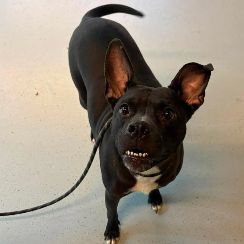 An adult medium-sized female Black Mixed Breed dog named Helga for adoption in Huntington, WV