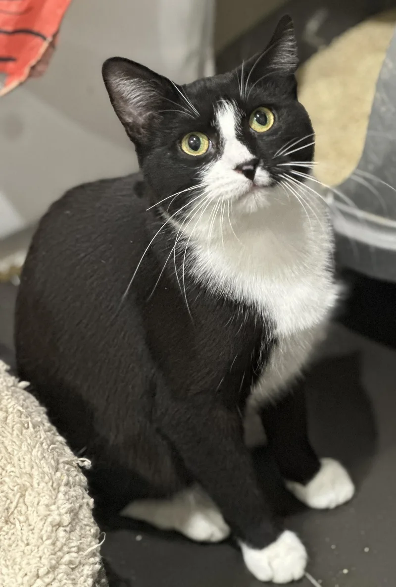 A young medium-sized female Black & White / Tuxedo Domestic Short Hair cat named Popcorn for adoption in New York, NY