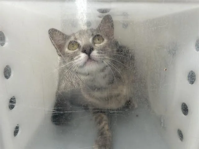 An adult medium-sized female Domestic Short Hair cat named Foothill for adoption in Rancho Cucamonga, CA
