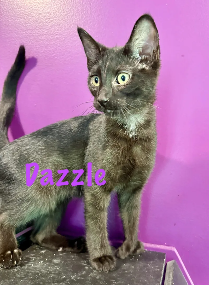 A baby medium-sized female Black Domestic Short Hair cat named Dazzle for adoption in Frewsburg, NY