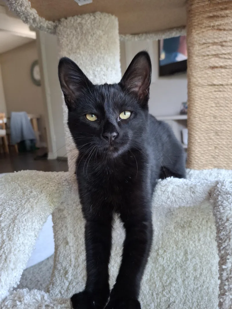 A baby small-sized female Black Domestic Medium Hair cat named Topanga for adoption in Yorba Linda, CA