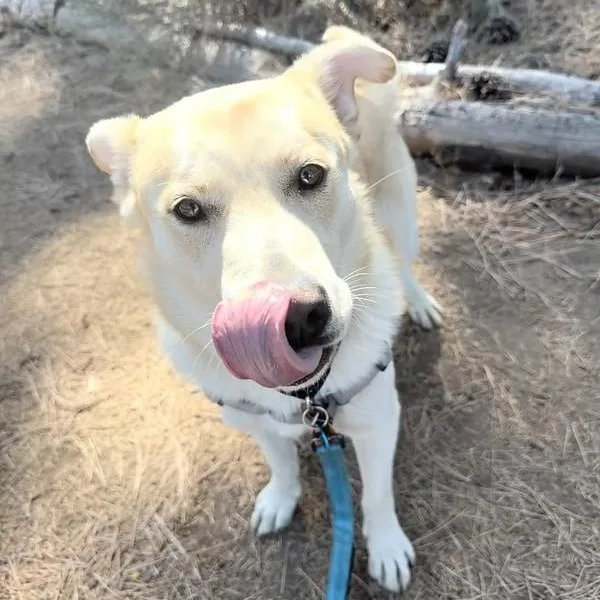An adult medium-sized male White / Cream Mixed Breed dog named Teddy for adoption in Truckee, CA