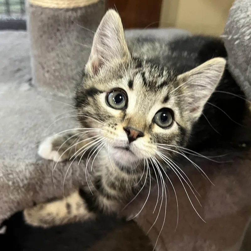 A baby small-sized female Black Domestic Short Hair cat named Kix Ehlers for adoption in Morrison, CO