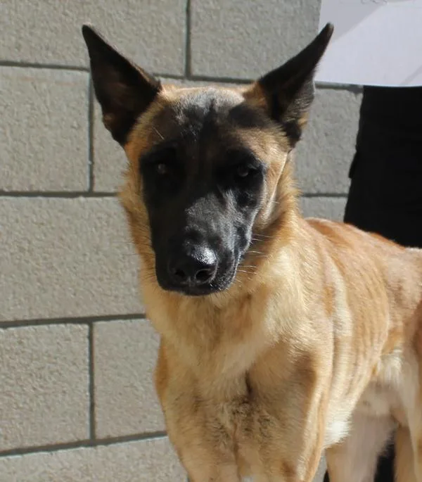 A young large-sized male Belgian Shepherd / Sheepdog dog named Jrpiper for adoption in Oceanside, CA