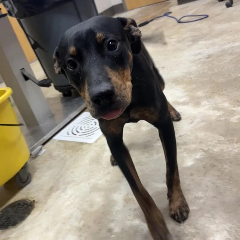A young medium-sized male Black Rottweiler dog named Pooh U for adoption in Tupelo, MS