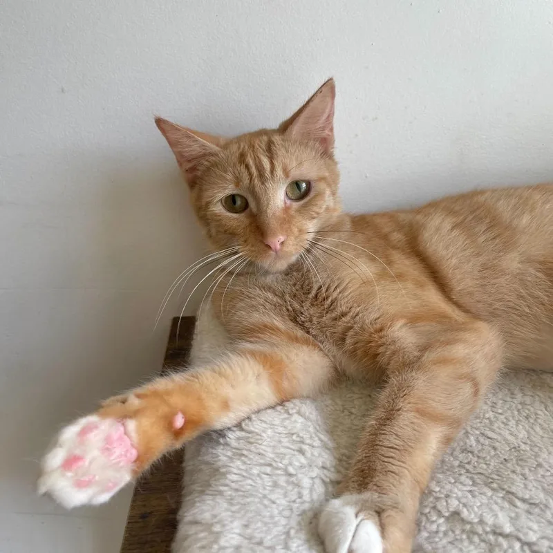 Whiskers thumbnail 2