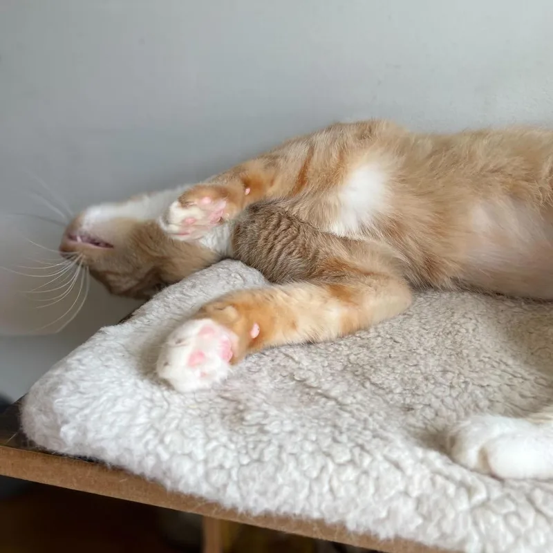 Whiskers thumbnail 3