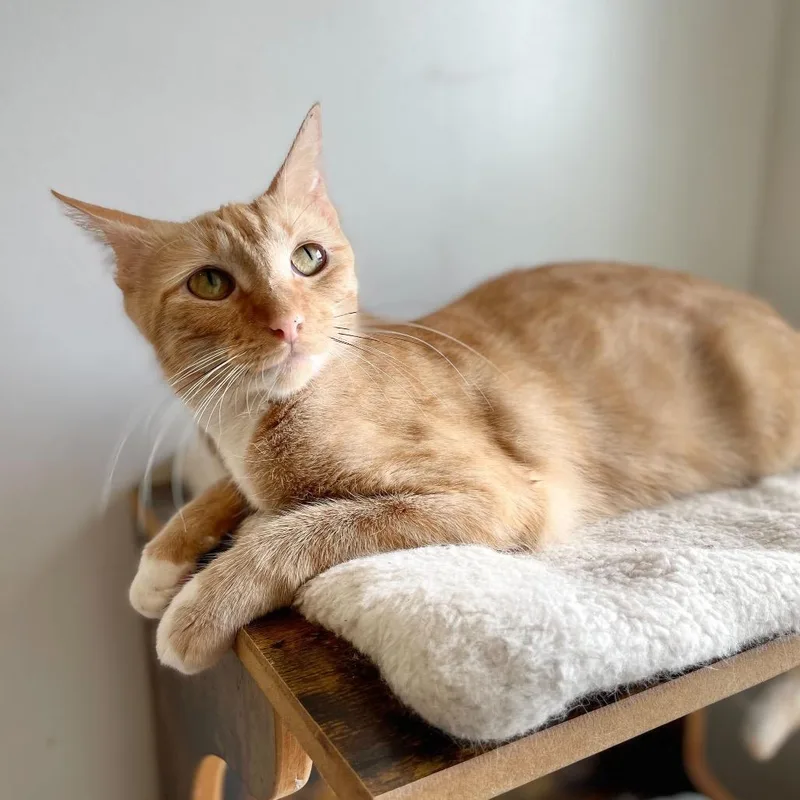 Whiskers thumbnail 4