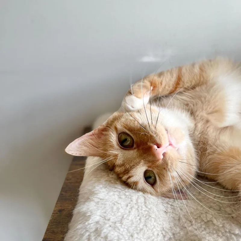 Whiskers thumbnail 5