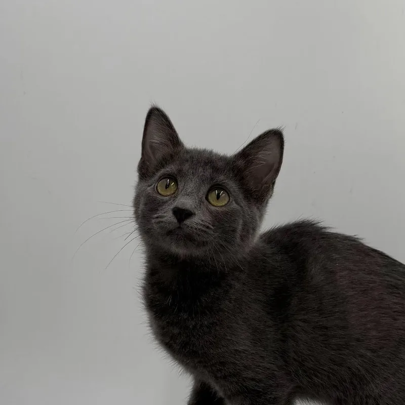 A baby medium-sized female Domestic Short Hair cat named Raffia for adoption in State College, PA