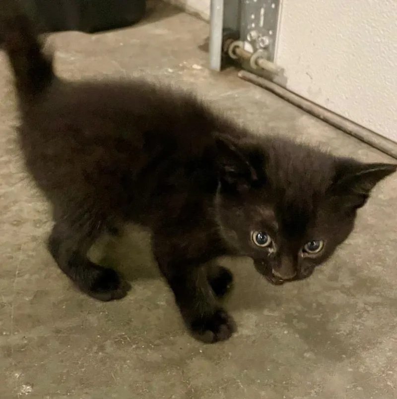 A baby medium-sized male Domestic Short Hair cat named Gilligan for adoption in Columbia, IL