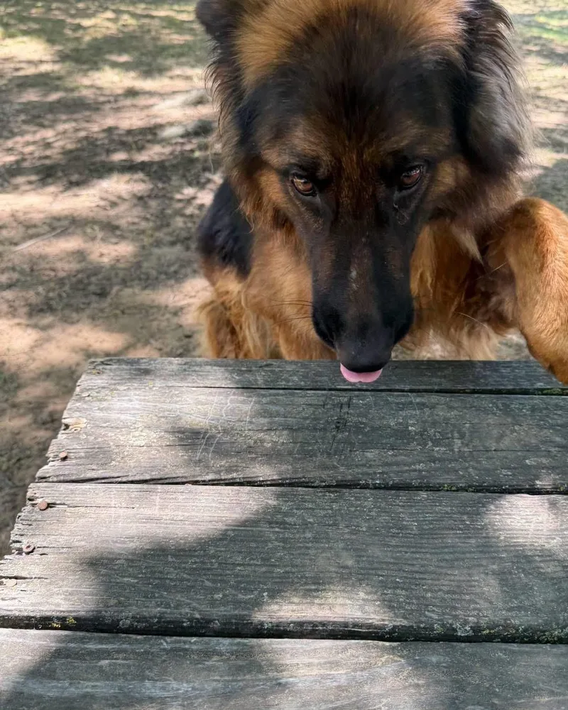 A young large-sized female Bicolor German Shepherd Dog dog named Trixie for adoption in New Rochelle, NY
